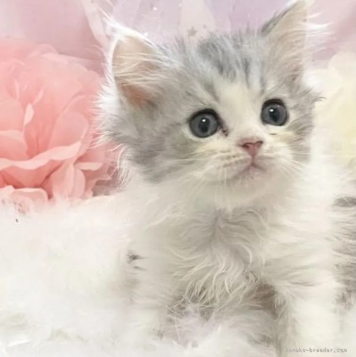 ルネの兄です 様のお迎えした子猫