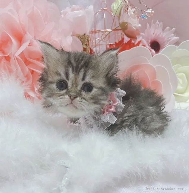 ID:2202-00285の子猫