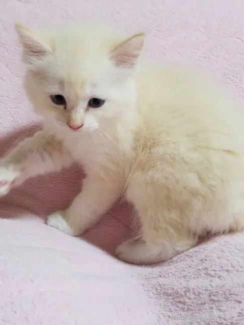 ちゃんみ 様のお迎えした子猫