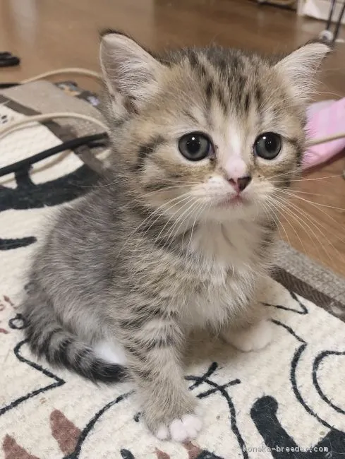 ID：1911-00550の子猫