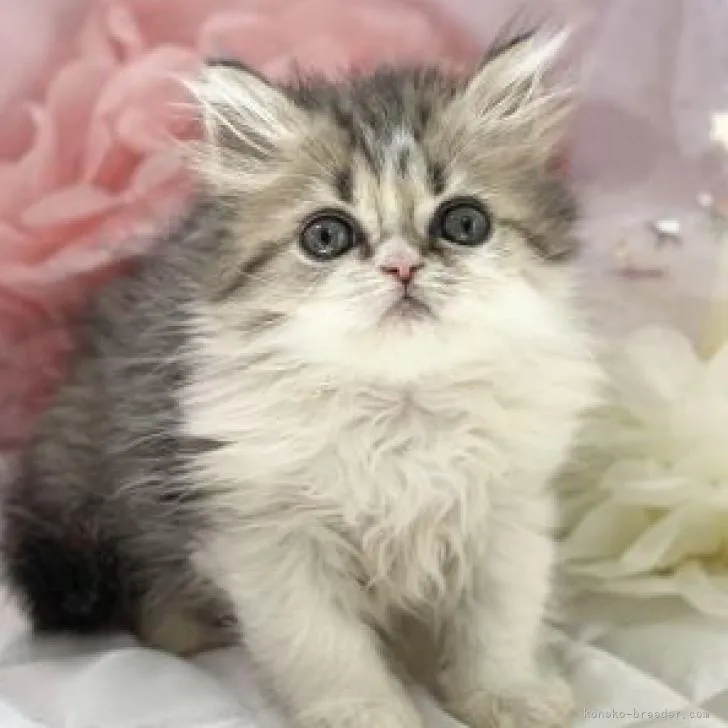ID：2209-02208の子猫