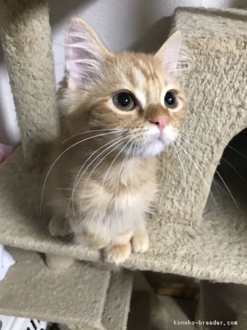 かっち 様のお迎えした子猫