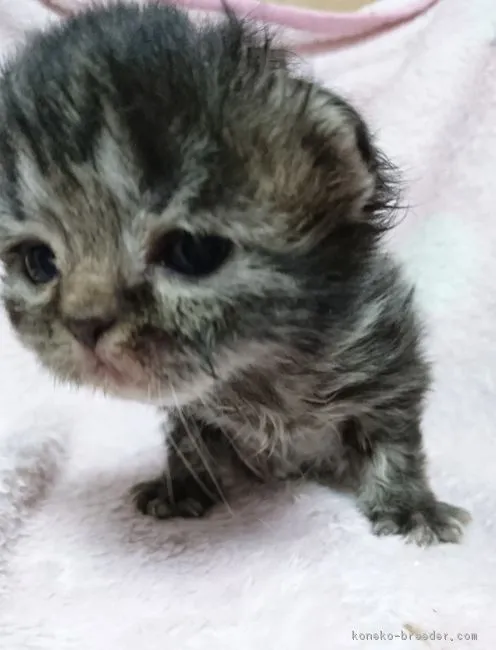ID：1804-00784の子猫