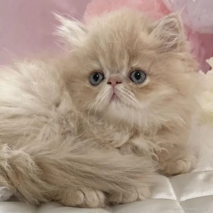 ID：2208-00771の子猫