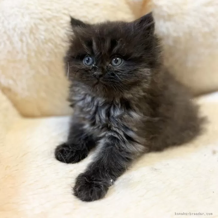 ID：2403-01554の子猫