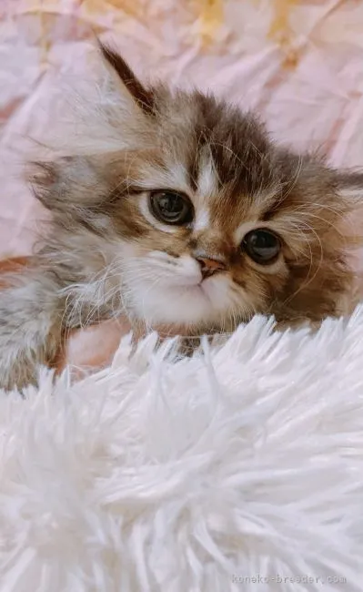 ID：2106-01432の子猫