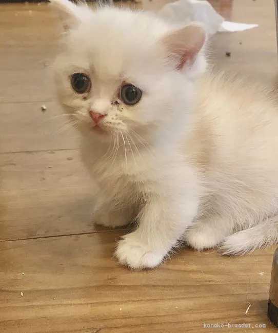 ID：1911-00557の子猫