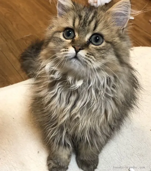 ユカ 様のお迎えした子猫