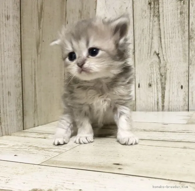 ID：2102-00238の子猫