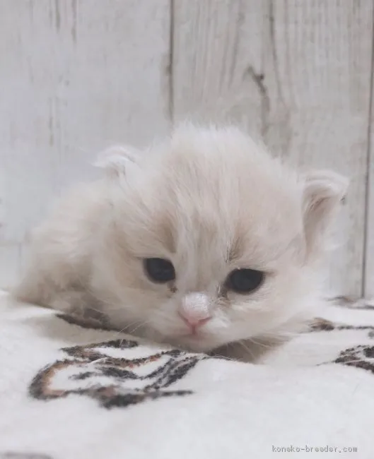 ID：2003-00648の子猫