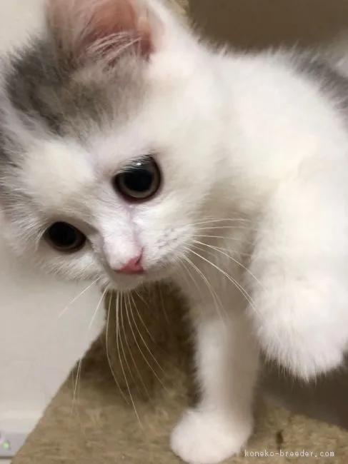 momo mama 様のお迎えした子猫