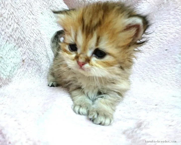 ID：1804-00776の子猫