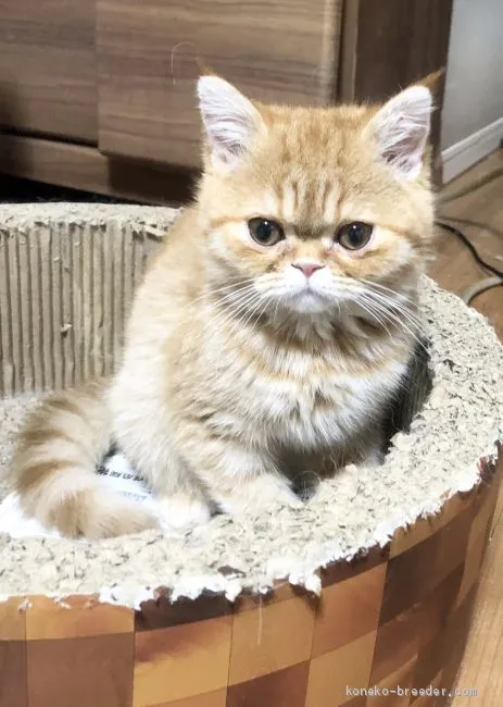 あけみ 様のお迎えした子猫