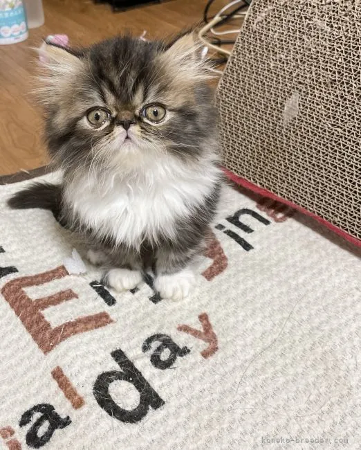 ID：2110-01402の子猫