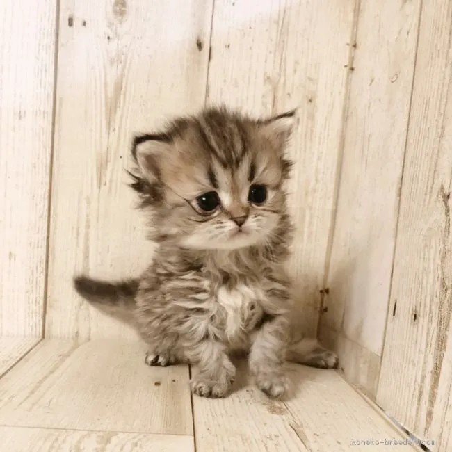 ID：2102-00165の子猫