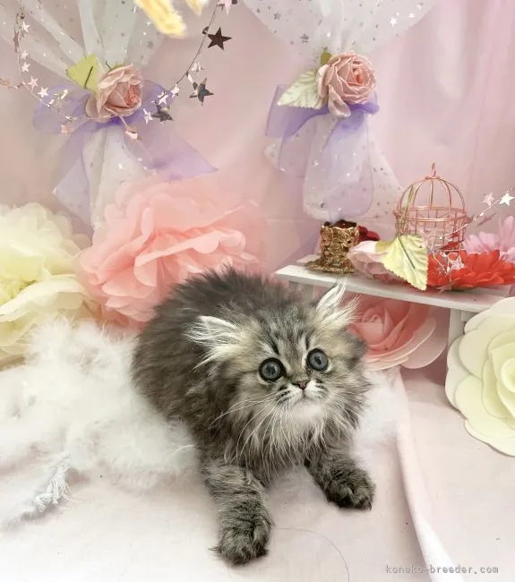 ID：2203-01843の子猫