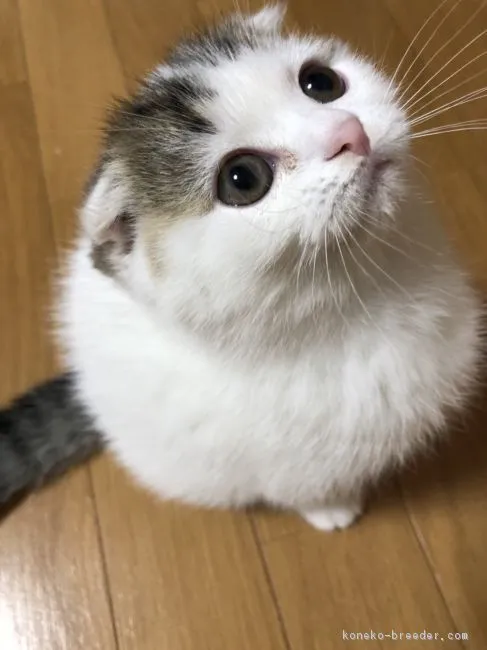 acco 様のお迎えした子猫