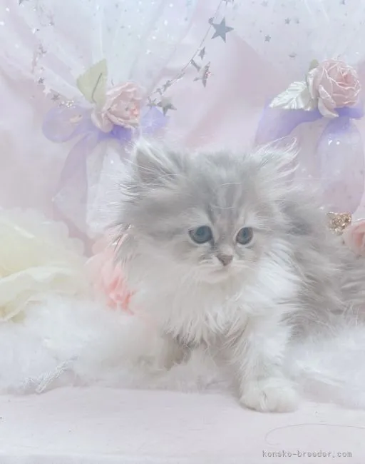 みるく 様のお迎えした子猫