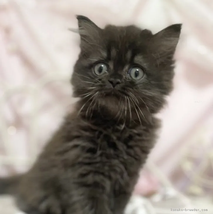 ID:2309-02840の子猫