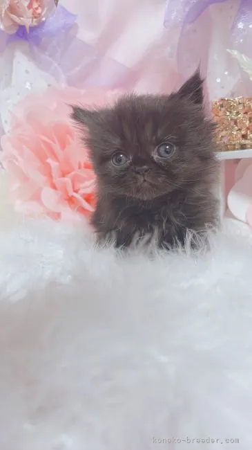 ID：2203-01166の子猫