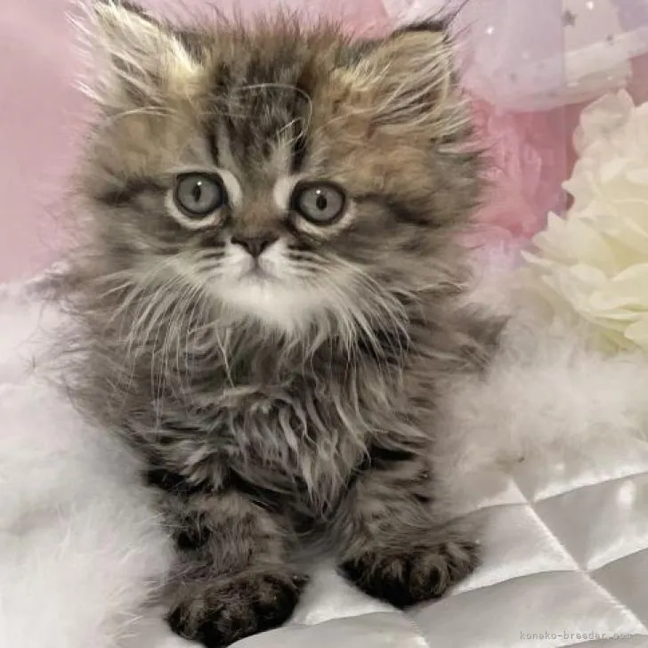 ID:2208-00773の子猫