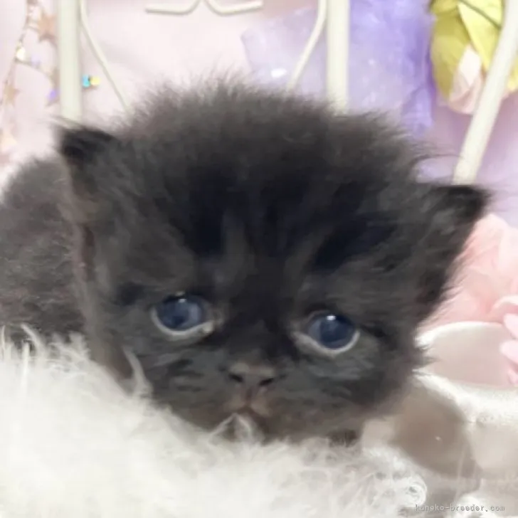 ID：2305-00298の子猫