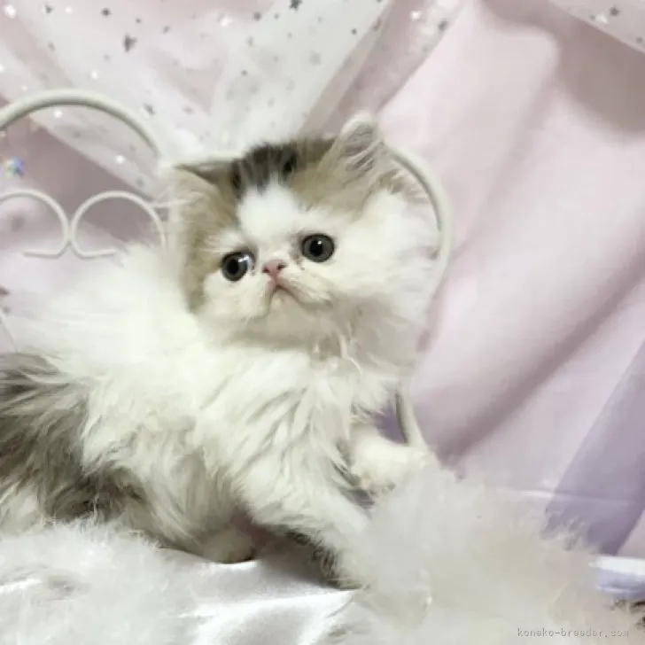 ID:2305-00283の子猫