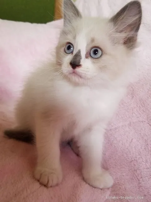 ID：2007-01692の子猫