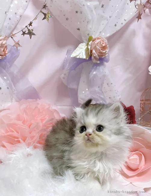 ID：2204-00442の子猫