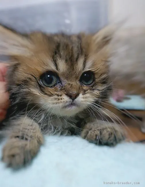 ID：1806-00199の子猫