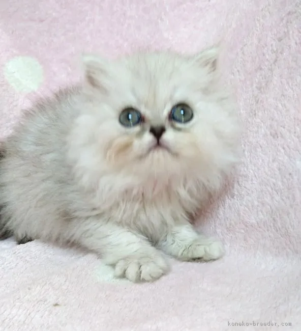 ID:1806-00663の子猫