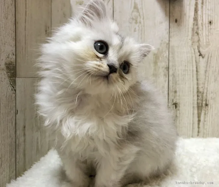 ID：1901-00366の子猫