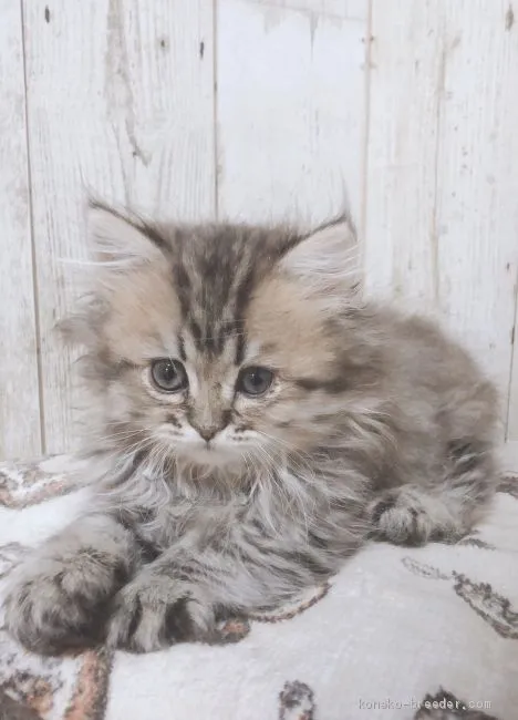 ID:2004-00501の子猫