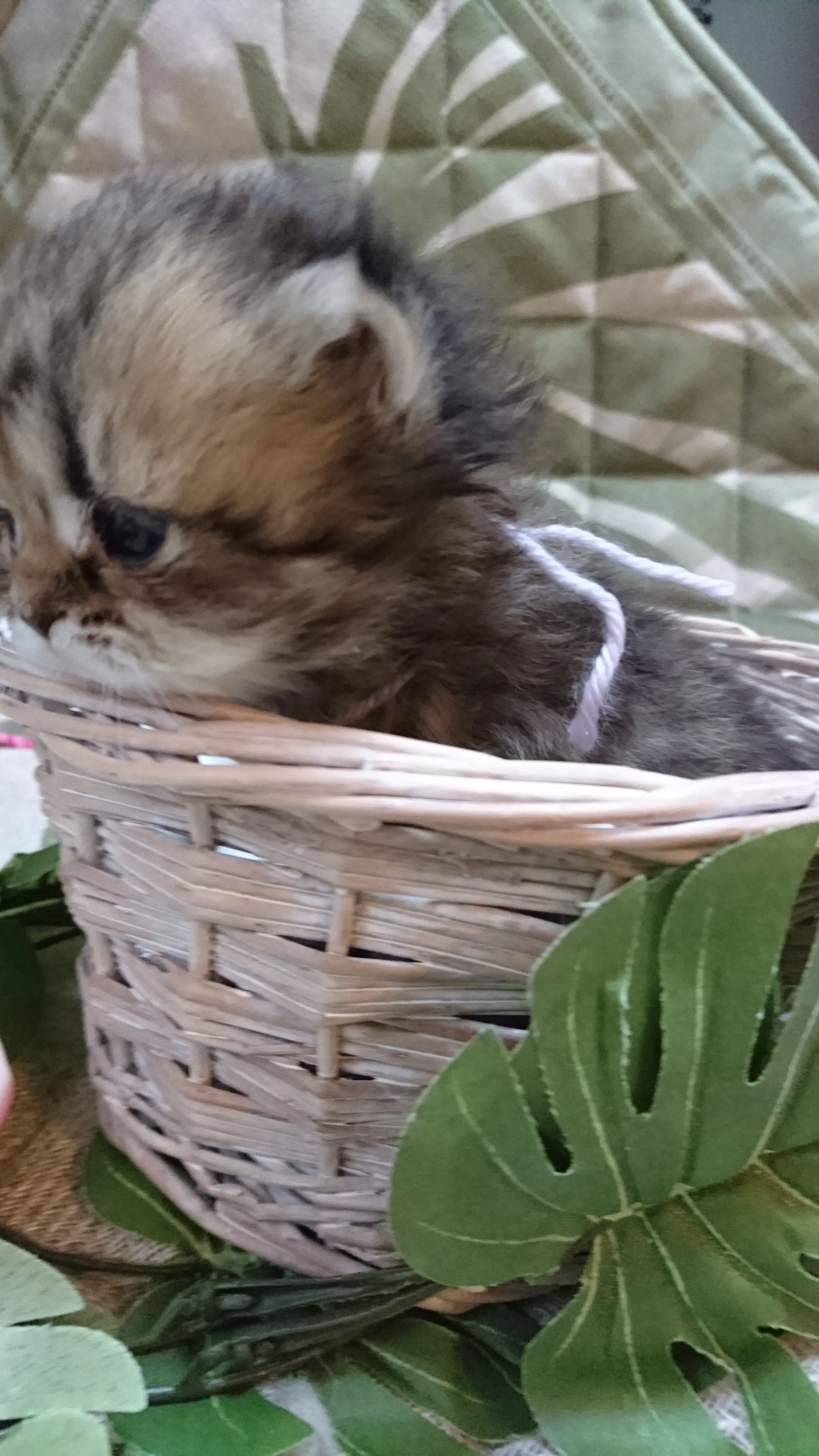 ID：1605-00189の子猫