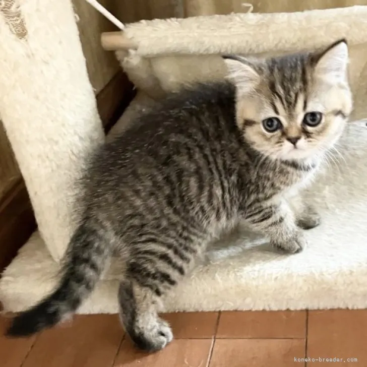 ID：2304-02967の子猫