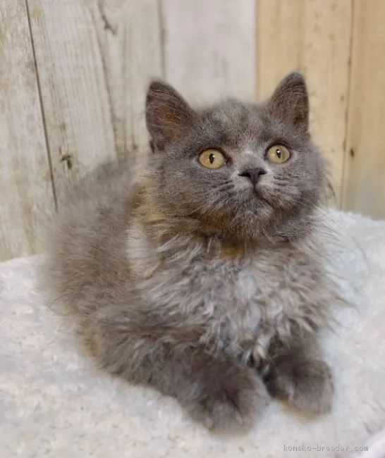 イケイケみゆ 様のお迎えした子猫