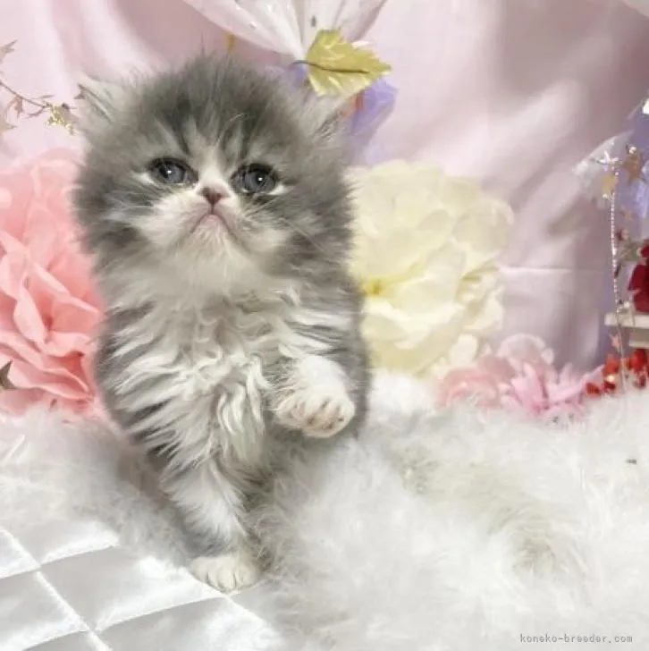 ID：2211-02893の子猫