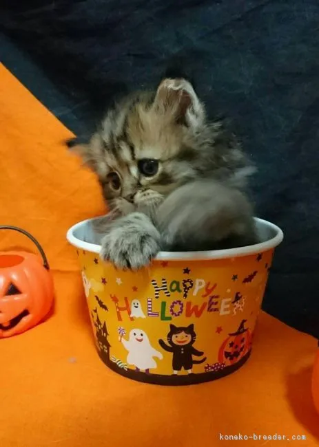 ID：1610-00035の子猫