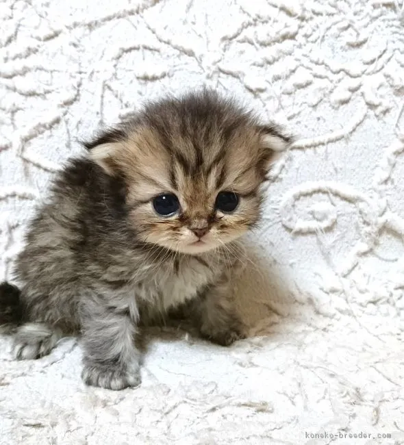 ID：1806-00204の子猫