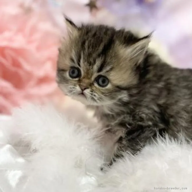 ID：2301-00477の子猫