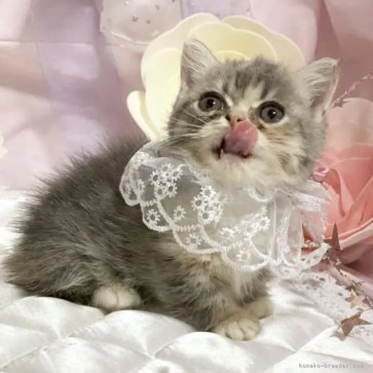 ID：2208-02962の子猫