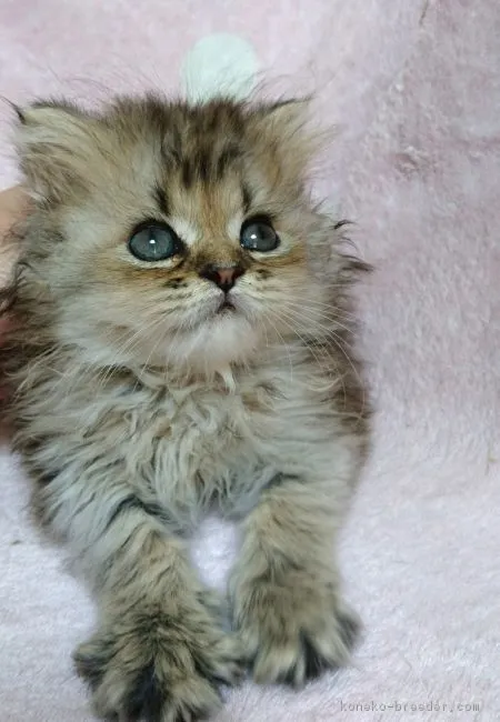 ID:1806-00664の子猫