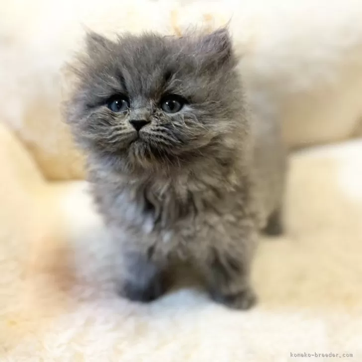 ID：2403-01555の子猫