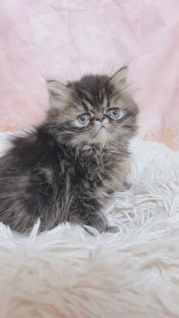 ID：2110-01403の子猫