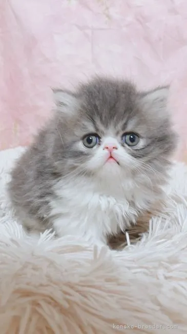 ID:2110-01398の子猫