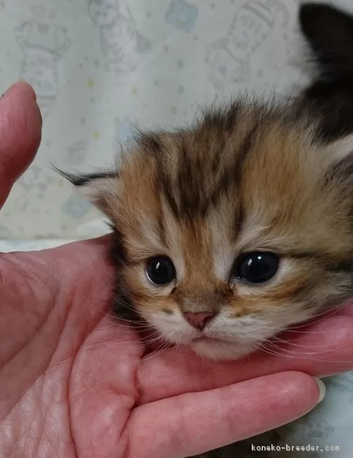 ID:1709-01128の子猫
