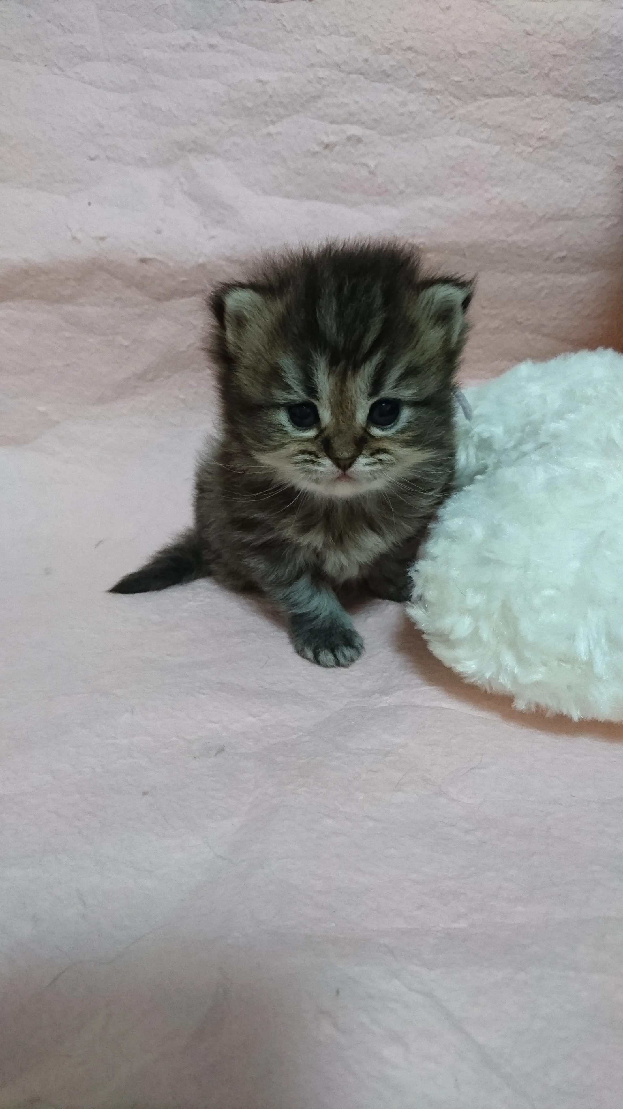 ID:1604-00531の子猫