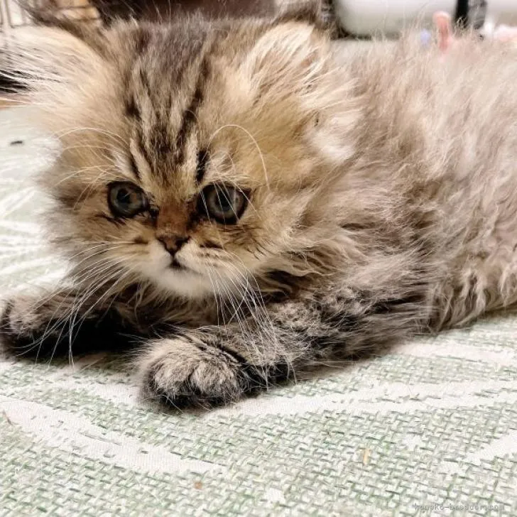 ID:2205-02644の子猫