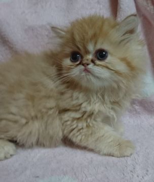ペルシャ【愛知県・男の子・2018年2月1日・レッド】の写真「激かわちゃんです♪」