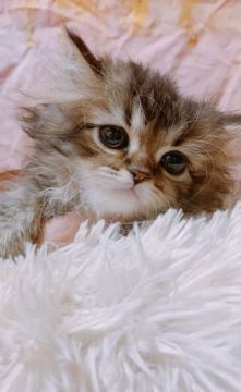 エキゾチックロングヘア【愛知県・男の子・2021年5月27日・シェーデッドゴールデン】の写真「たれめのかわいいこです！」